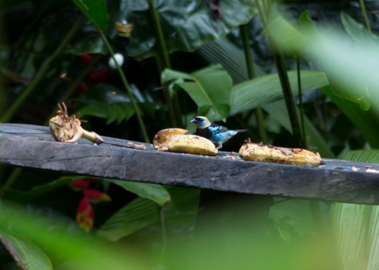 Ara Ambigua Lodge Sarapiquí Kültér fotó