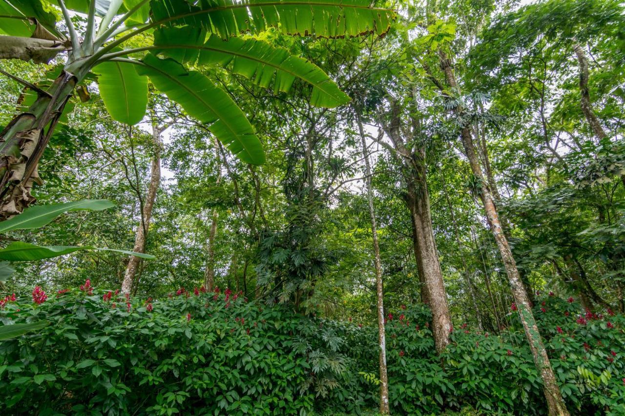 Ara Ambigua Lodge Sarapiquí Kültér fotó