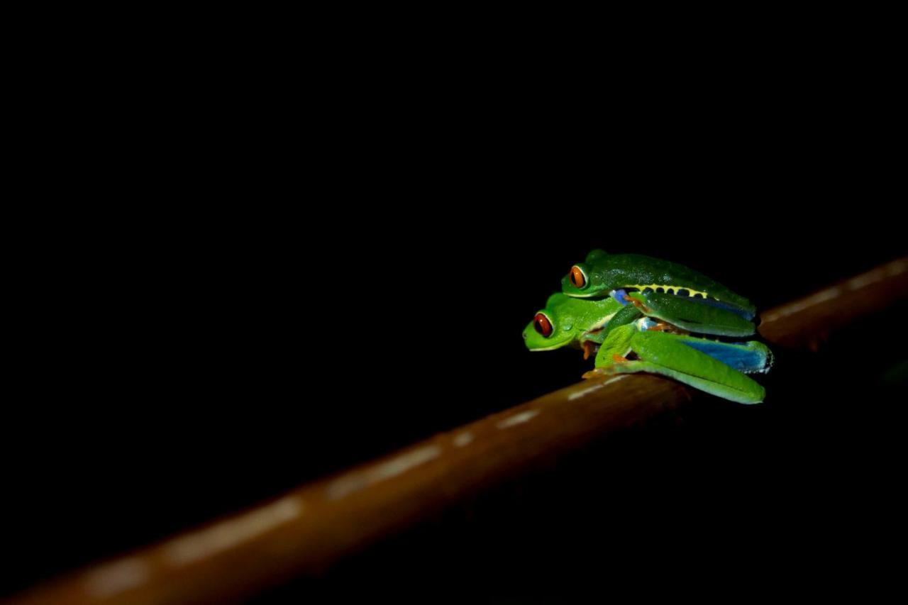 Ara Ambigua Lodge Sarapiquí Kültér fotó